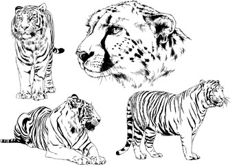 vector drawings sketches different predator , tigers lions cheetahs and leopards are drawn in ink by hand , objects with no background	