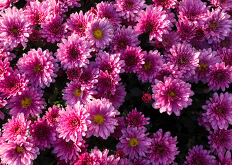 Beautiful pink chrysanthemums background. flower, nature.