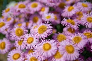 Closeup of blooming chamomile in garden, summer background