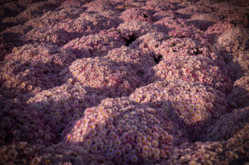 Beautiful pink chrysanthemums background with perspective. vignette, flower, nature.