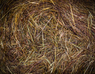 wet hay harvest texture at rainy day. vignette, background, agricultural.