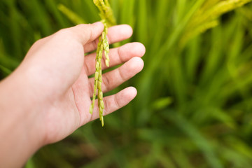 The hand of the man who was catching the rice
