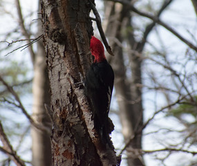 Magellanic Woodpecker in Torres del Paine National Park, Chile