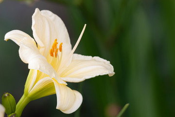 Yellow Lily on a green background in nature