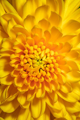Chrysanthème jaune Cremon.détail de fleur jaune.