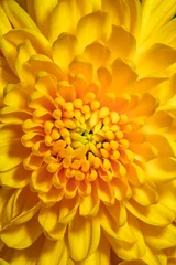 Foto auf Acrylglas Honigfarbe Gelbe Chrysantheme Cremon.yellow Blumendetail.