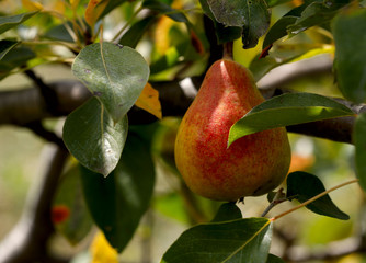 Sunbeam falls yellow pear with a red side on a branch in the garden. Close-up, side view, horizontal, outdoors. Agriculture concept.
