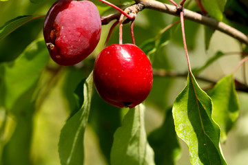 Fruits of red malus prunifolia. A sunbeam falls on the fruits of apples on a branch in the garden.Close-up, side view, horizontal, outdoors. Agriculture concept.