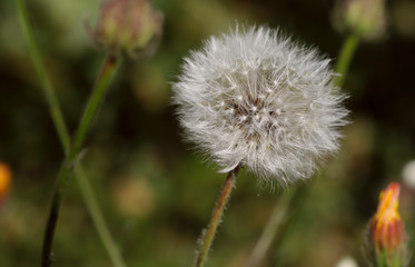 Obraz premium Background of natural beauty. White fluffy ball of dandelion on a background of green meadow. Close-up, side view, horizontal, outdoors, blur, cropped shot. Concept of natural beauty.