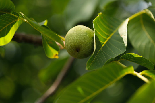 Green walnut on a branch with green leaves in the garden. Close-up, side view, horizontal, outdoors, blur, cropped shot, sideways. Agriculture concept.