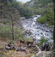 Reindeer in Torres del Paine National Park, Chile