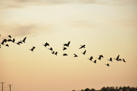 geese silhouette