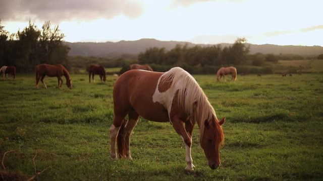 Still shot of a beautiful Pinto Horse grazing and feeding on the lush green grass on a ranch in Hawaii. Shot during golden hour. Many other horses are seen in the background.