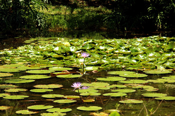 Estanque de flores loto
