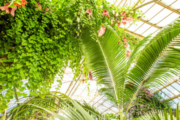 Lush green tropical foliage leaves of plants in botanic green house glass house interior. Botanical garden indoor decorative plants