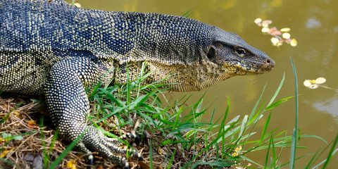 big varanus-dragon of komodo -in park