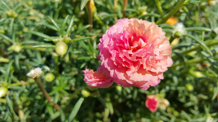 close up pink portulaca flower