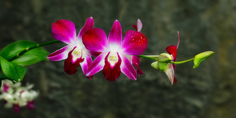 Pink orchid in a tropical garden	