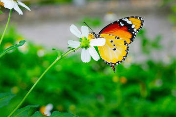 Obraz premium butterfly forages a flower