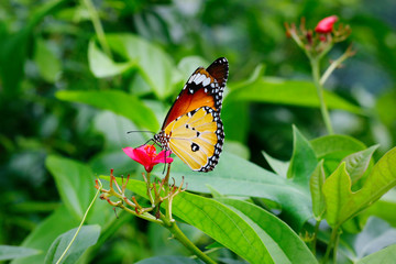 butterfly forages a flower