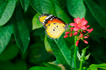 butterfly forages a flower