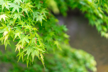 緑の紅葉と雨と川の流れ