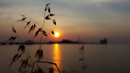 Grass flowers with sunset in background
