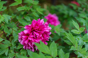 雨の徳川園の牡丹の花