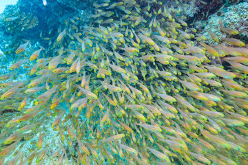 Fototapeta na wymiar Ishigaki Island Diving - Horde of young fish