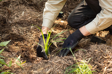 Planting tube stock, bush regeneration © Janelle