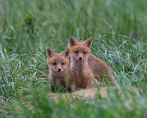 Naklejka na ściany i meble A curious pair of Red Fox Kits.