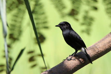 Bird on a branch