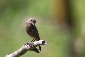 Bird on a branch