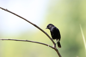 Bird on a branch