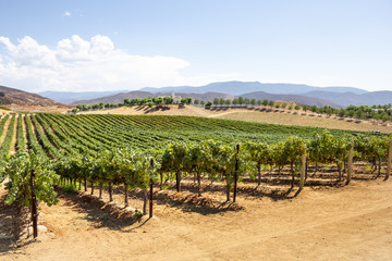 Fototapeta na wymiar A view of a scenic countryside grape vineyard during the summer season.