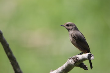Bird on a branch