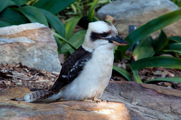 Sydney Australia, watchful Kookaburra perching on rock in garden
