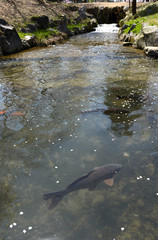 銭淵公園内の小川2014春