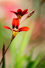 dreifarbiges Fransenschwertel