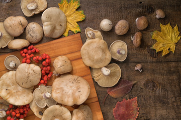 Lepista saeva mushrooms on a table with autumn leaves and rowan berries