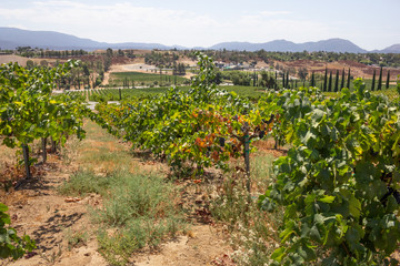 Fototapeta na wymiar A scenic view of a countryside grape vineyard during the summer season.