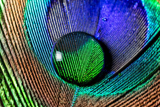 macro photo of a water drop on a green peacock feather