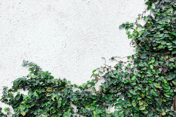 Green creeper plant on a white old stone wall background