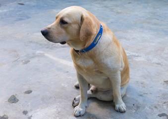 Closed up of labrador retriever