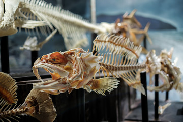 A set of Bone or skeleton of fish and close up shot of  fish skull