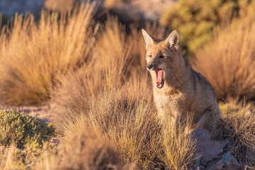 Fox Yawn