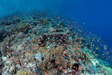 Fototapeta na wymiar Colorful anthias hover over a beautiful coral reef near Alor, Indonesia. This region receives strong currents which bring planktonic food to the vibrant fish and corals that live here.
