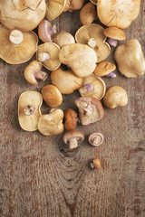 Lepista saeva mushrooms on a table top view