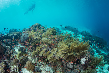 Obraz premium A snorkeler explores a beautiful coral reef near Alor, Indonesia. This region receives strong currents which bring planktonic food to the vibrant fish and corals that live here.