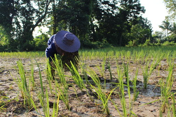 Farmers planted seedlings of jasmine rice on muddy soil, photographed blurry